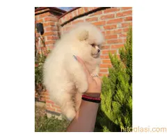 Teddy bear pomeranci, dve sestre - 7