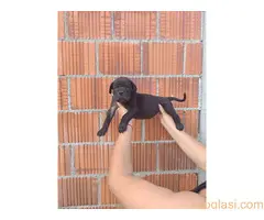 Cane Corso štenci šampionskog porekla!
