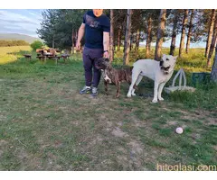 Cane Corso štenci šampionskog porekla! - 2