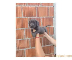 Cane Corso štenci šampionskog porekla! - 3
