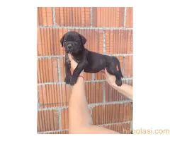 Cane Corso štenci šampionskog porekla! - 4