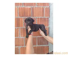 Cane Corso štenci šampionskog porekla! - 5