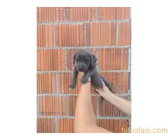 Cane Corso štenci šampionskog porekla! - 6