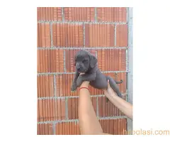 Cane Corso štenci šampionskog porekla! - 7