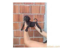 Cane Corso štenci šampionskog porekla! - 8