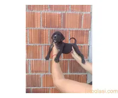 Cane Corso štenci šampionskog porekla! - 9