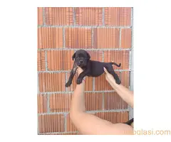 Cane Corso štenci šampionskog porekla! - 10