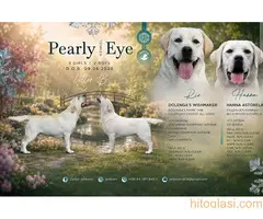 Labrador retriver štenci, prelepi