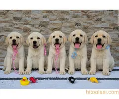 Labrador retriver štenci, prelepi - 2