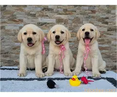 Labrador retriver štenci, prelepi - 3