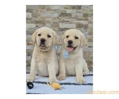Labrador retriver štenci, prelepi - 4