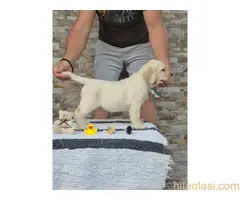 Labrador retriver štenci, prelepi - 6