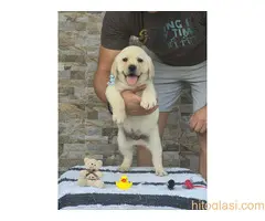 Labrador retriver štenci, prelepi - 7
