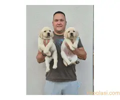 Labrador retriver štenci, prelepi - 8