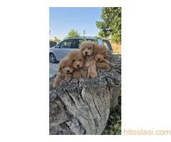 Pudle prelepi kučići