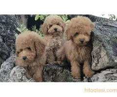 Pudle prelepi kučići - 2