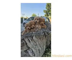 Pudle prelepi kučići - 5