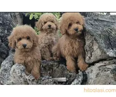 Pudle prelepi kučići - 6