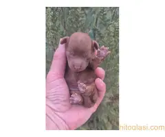 Pudle prelepi kučići - 9