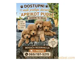 Pudle prelepi kučići - 10