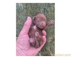 Pudle prelepi kučići - 11