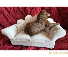 Pudle prelepi kučići - 12