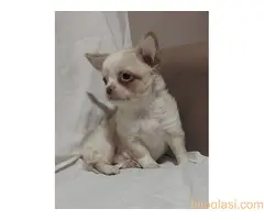 Mini CIVAVE  oba pola kratkodlaki i dugodlaki