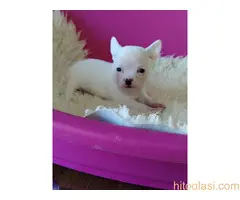 Mini CIVAVE  oba pola kratkodlaki i dugodlaki - 2