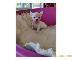 Mini CIVAVE  oba pola kratkodlaki i dugodlaki - 3