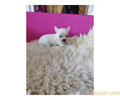 Mini CIVAVE  oba pola kratkodlaki i dugodlaki - 4
