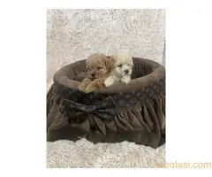 Toy pudle ekstra malog rasta