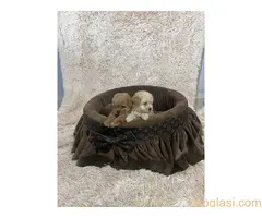 Toy pudle ekstra malog rasta - 5