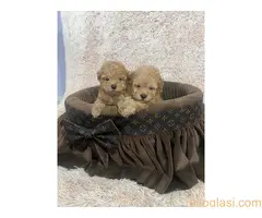 Toy pudle ekstra malog rasta - 7