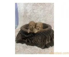 Toy pudle ekstra malog rasta - 8