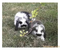 Predivni patuljasti kunići sa spuštenim ušima - 4