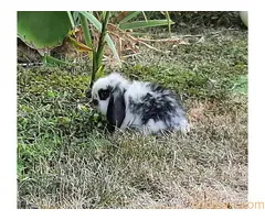 Predivni patuljasti kunići sa spuštenim ušima - 8