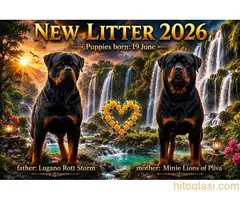 Rotvajler (Rottweiler) štenci