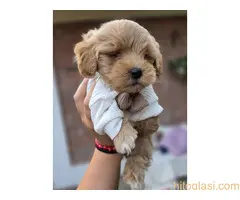 Maltipoo bebe