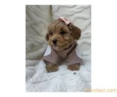 Maltipoo bebe - 2