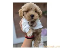 Maltipoo bebe - 3