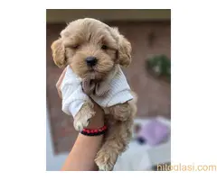 Maltipoo bebe - 4
