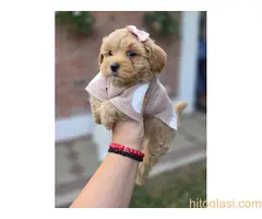 Maltipoo bebe - 5