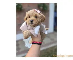 Maltipoo bebe - 6