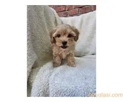 Maltipoo stenci spremni su za preuzimanje