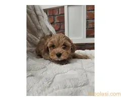 Maltipoo stenci spremni su za preuzimanje - 2