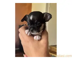 Čivava štene prelepa Civava Chihuahua apple head