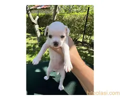 Čivava štene prelepa Civava Chihuahua apple head - 3