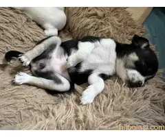 Čivava štene prelepa Civava Chihuahua apple head - 5