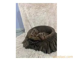 Patuljasti kratkodlaki jazavičari