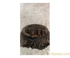 Patuljasti kratkodlaki jazavičari - 4